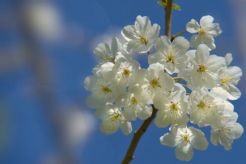 Fleur de printemps sur Nick Holland