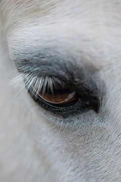 Het oog van een wit paard van SonjaFoersterPhotography