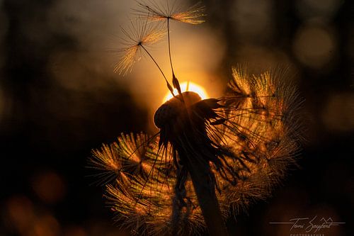 The Golden Departure