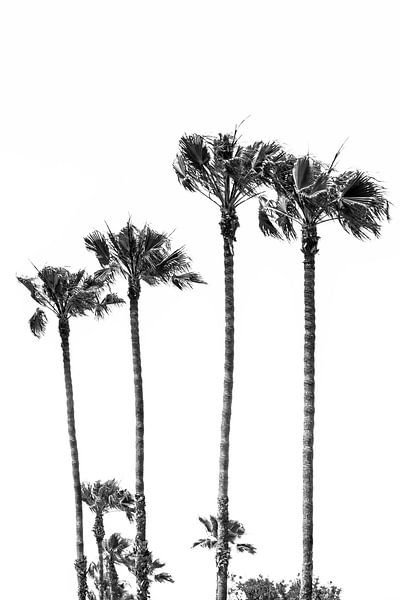 Palm Trees at the beach by Melanie Viola