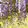 Purple rain bloesem van ArtelierGerdah