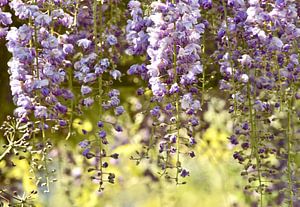 Purple rain bloesem