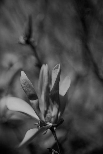 Fleur avec bokeh noir et blanc