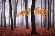 Fantasy flight by Tvurk Photography thumbnail