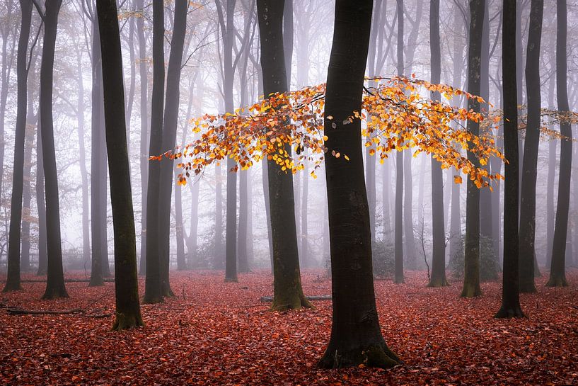 Fantasy flight by Tvurk Photography
