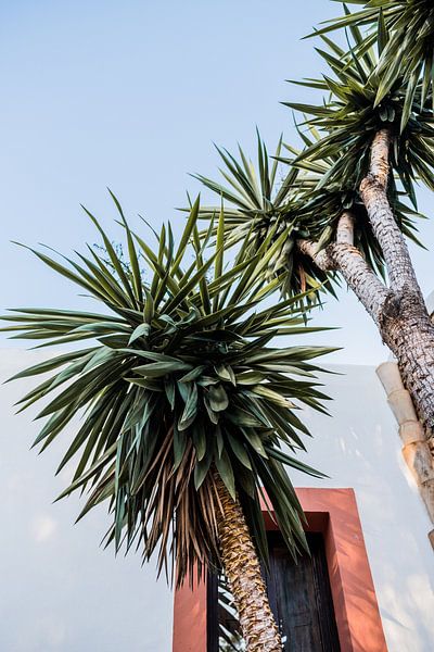 palmiers à ibiza par Karen Velleman
