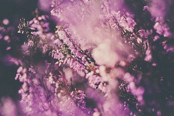 Fraaie paarse heide in volle bloei