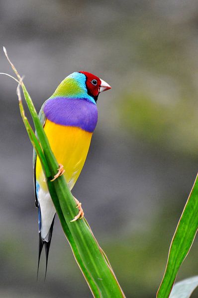 Gouldamadine bird by esther snoeck
