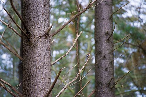 Des pins et un pinson sur Lein Kaland