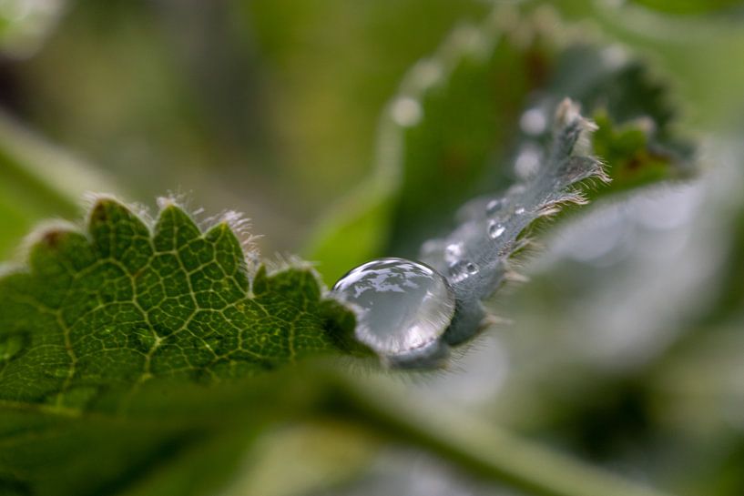 The world in a raindrop by Lianne van Dijk