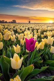 Stand out from the crowd by Costas Ganasos