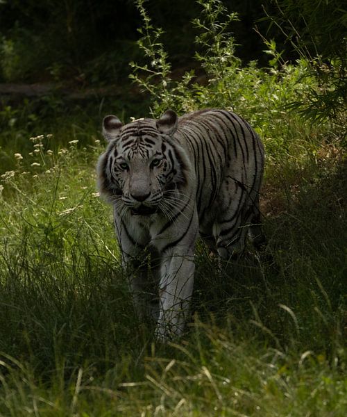 Witte tijger in het veld. van Wouter Van der Zwan