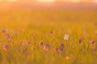 Fritillaria meleagris in een weide tijdens een mooie voorjaarszonsopgang van Sjoerd van der Wal Fotografie thumbnail