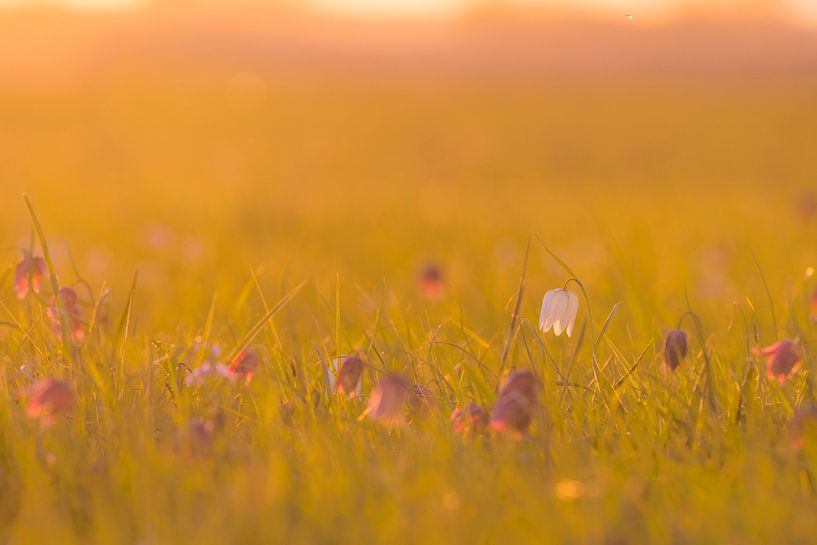 Fritillaria meleagris in een weide tijdens een mooie voorjaarszonsopgang van Sjoerd van der Wal Fotografie