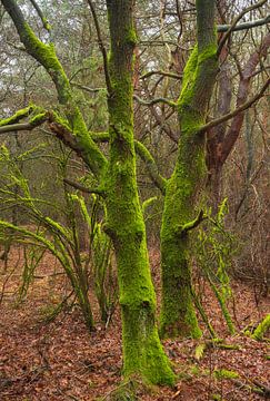 Dwingelderveld (Niederlande)