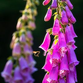 Vingerhoedskruid van Bram de Jong