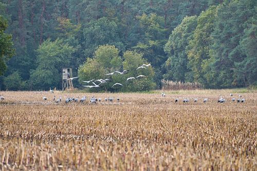 Cranes on a harvested field
