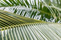 Textures tropicales