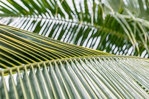 Tropische texturen