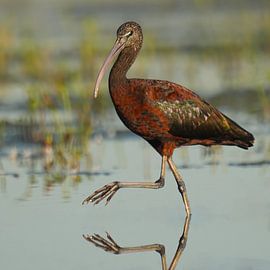 Idyllischer Ibis von Sander Dreschler