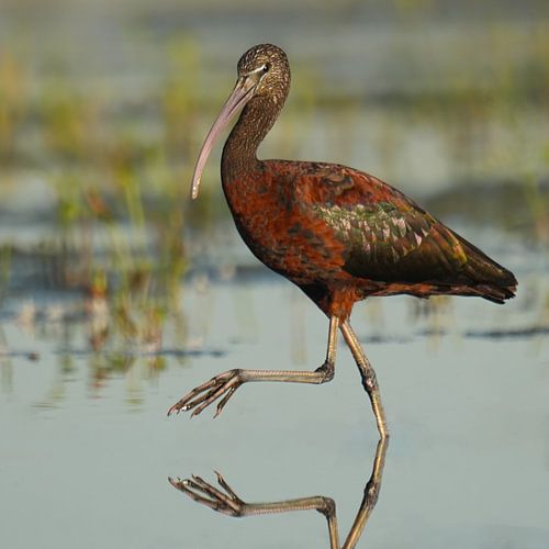 Idyllischer Ibis von Sander Dreschler