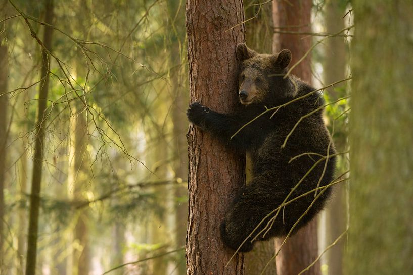 Europaeischer Braunbaer ( Ursus arctos ), Jungtier klettert eine Baum hinab, sieht ein enig ängstlic von wunderbare Erde