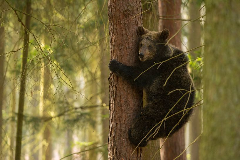 Europaeischer Braunbaer ( Ursus arctos ), Jungtier klettert eine Baum hinab, sieht ein enig ängstlic van wunderbare Erde