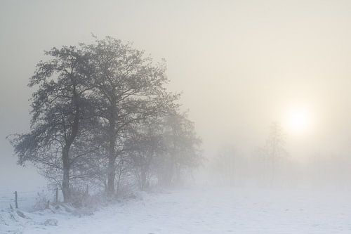Sunrise through the fog