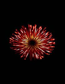 « Ember Allium IV » sur Ember Bloom