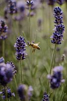 Lavendel mit einem kleinen Meißel