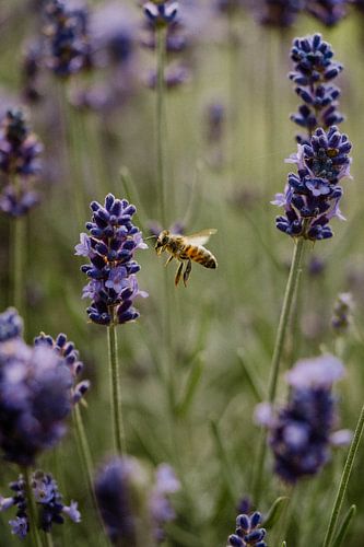 Lavande avec un petit ciseau