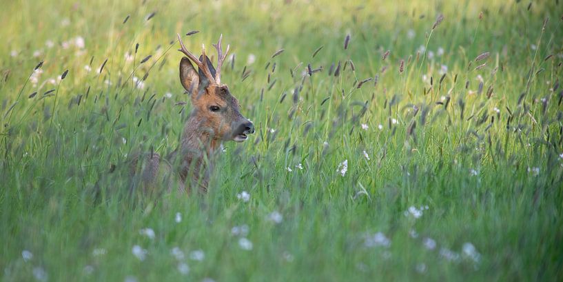 Le chevreuil vert par Harry Velders