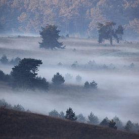 Cerf rouge dans un paysage brumeux sur Marcel de Bruin