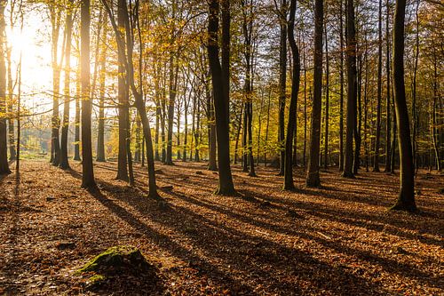 Zonnestralen tussen de bomen in het bos bij Borger, Drenthe