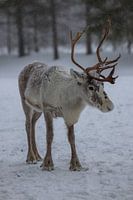 Rendier in de sneeuw