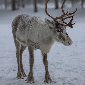 Reindeer in the snow by William Bekkema
