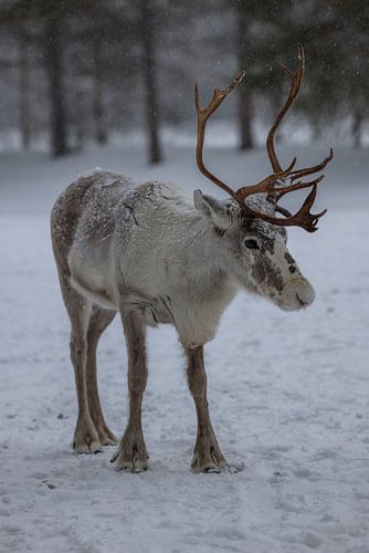 Reindeer in the snow