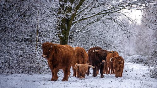 Schotse Hooglander in de winter...