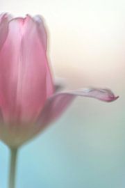 alte Tulpe von Alexandra Bijl