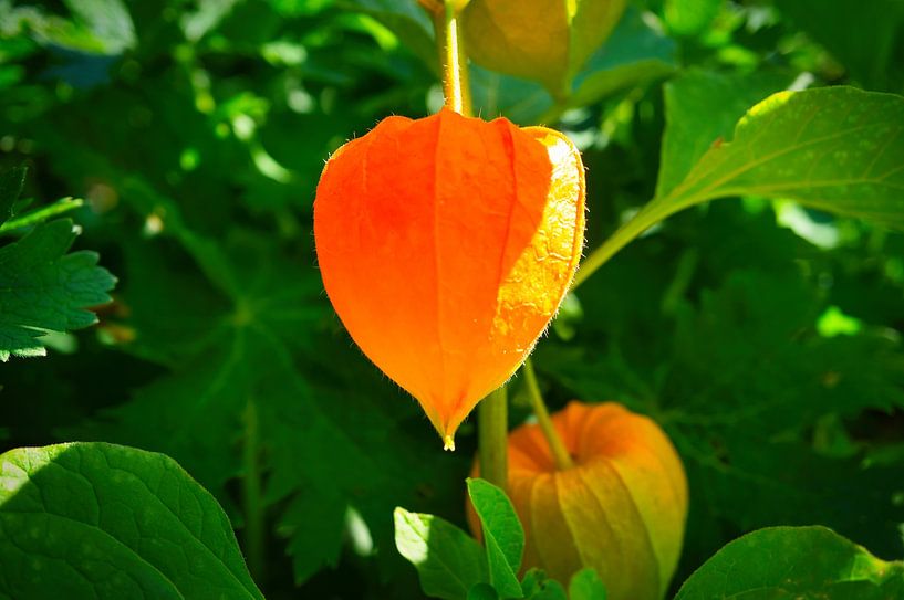 Physalis plants with fruits by Martin Köbsch