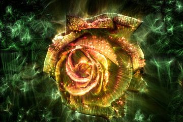Kirlian-veldfoto van een roos in close-up van MPfoto71