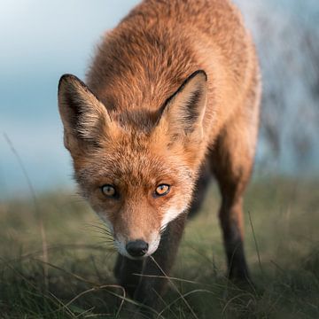Impressive head of fox running straight for the camera