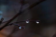 dunkler Regen von Tania Perneel Miniaturansicht