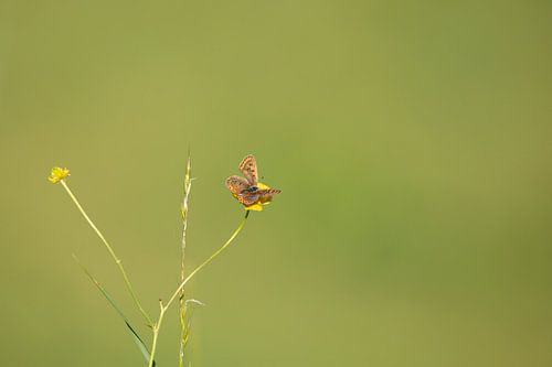 Petit papillon en vert