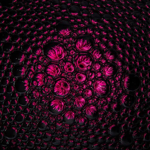 fuchsia Gerbera in druppels