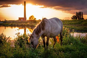 Konik-Pferd in der Abendsonne