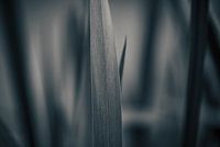 Dordrecht, Grass