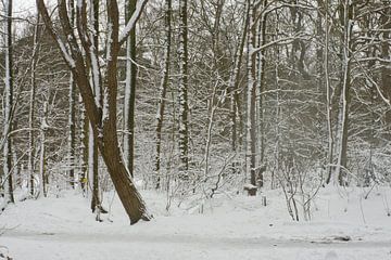 Sneeuw op bomen in bos, Nederland, Roosendaal van Wies Van Erp