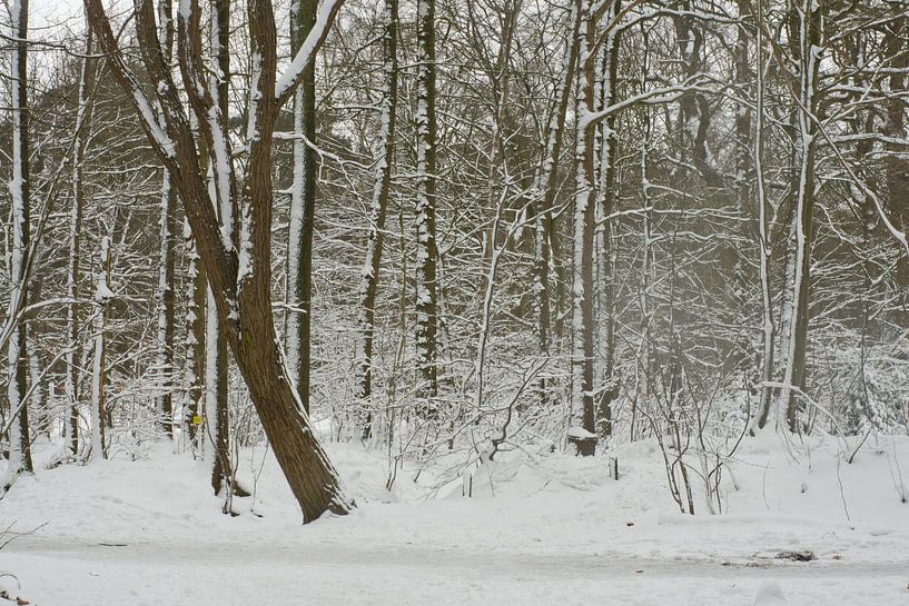 Snow on trees in forest, Netherlands, Roosendaal by Wies Van Erp