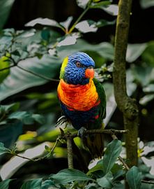 Ein regenbogenfarbener Wellensittich auf einem Ast im Zoo von Emmen in den Niederlanden von Koen Lipman